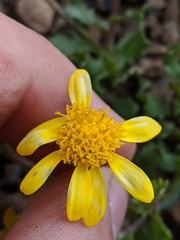 Senecio fremontii