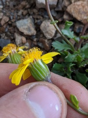 Senecio fremontii