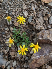 Senecio fremontii
