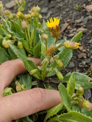 Senecio elmeri