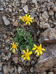 Senecio fremontii
