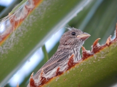 Haemorhous mexicanus