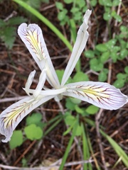 Iris chrysophylla