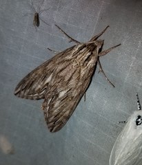 Sphinx canadensis