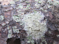 Pertusaria rubefacta