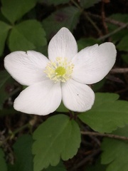 Anemonastrum deltoideum