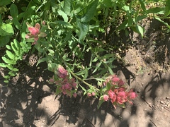 Castilleja rhexiifolia