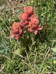 Castilleja rhexiifolia