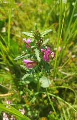 Pedicularis adunca