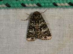 Thalatha bryochlora