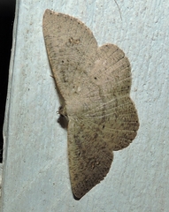 Casbia impressaria
