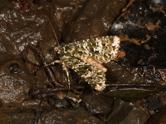 Thalatha bryochlora
