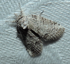 Nycteola polycyma