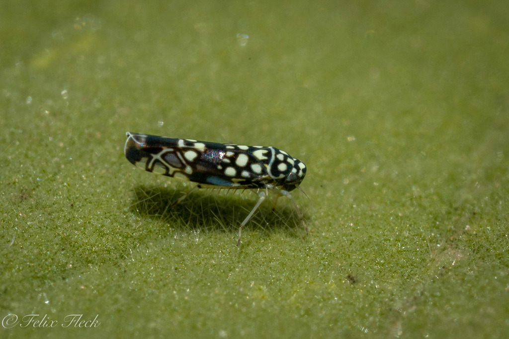 Trypanalebra
