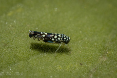 Trypanalebra maculata