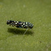 Trypanalebra maculata - Photo (c) Felix Fleck, some rights reserved (CC BY-NC), uploaded by Felix Fleck