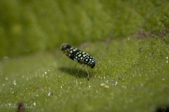 Trypanalebra maculata