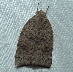 Austrocarea iocephala