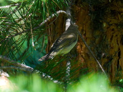 Phylloscopus fuscatus