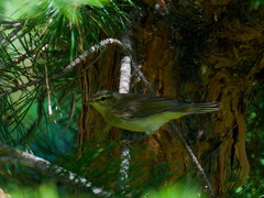Phylloscopus fuscatus