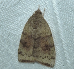 Austrocarea iocephala