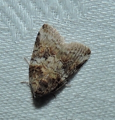 Garella vallata