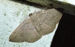 Casbia impressaria
