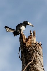 Lophoceros fasciatus