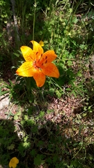 Lilium bulbiferum
