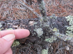 Pertusaria rubefacta
