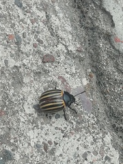 Leptinotarsa melanothorax