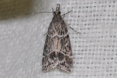 Eudonia rectilinea