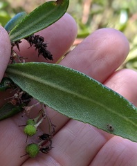 Comarostaphylis diversifolia diversifolia