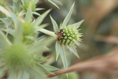 Adelphocoris vandalicus