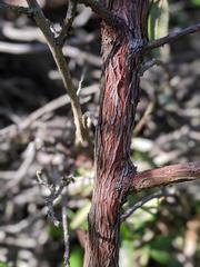 Comarostaphylis diversifolia diversifolia