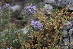 Limonium vulgare