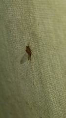 Brachycercus