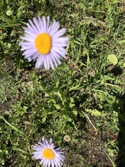 Erigeron glabellus