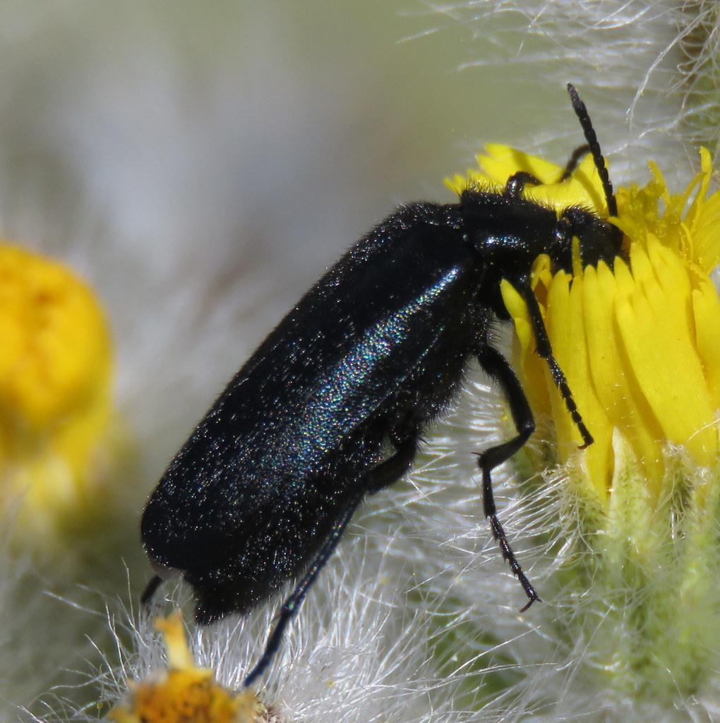 punctate blister beetle
