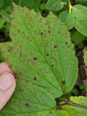 Puccinia linkii