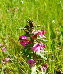 Pedicularis adunca
