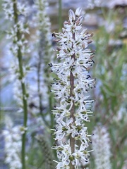 Hastingsia alba