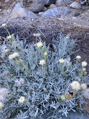 Chaenactis suffrutescens