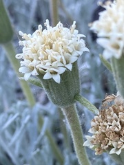 Chaenactis suffrutescens