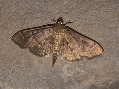 Herpetogramma theseusalis