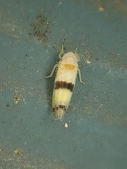 Empoa