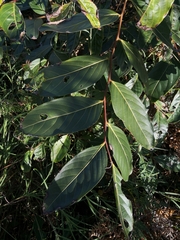 Glochidion sumatranum