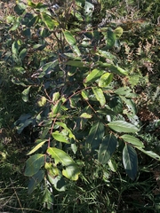 Glochidion sumatranum