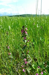 Pedicularis adunca