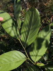 Glochidion sumatranum